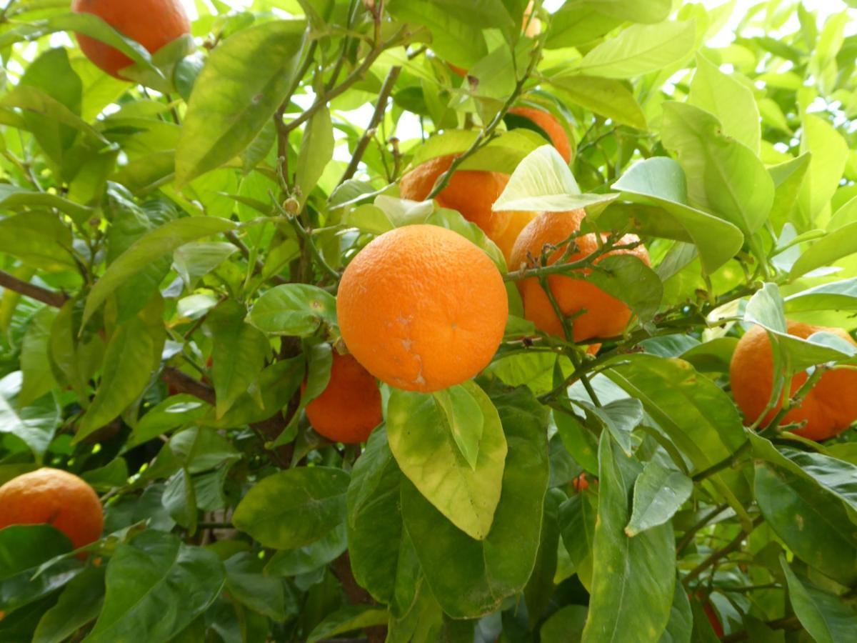 Domaine De L'Herbe Sainte Mirepeisset المظهر الخارجي الصورة