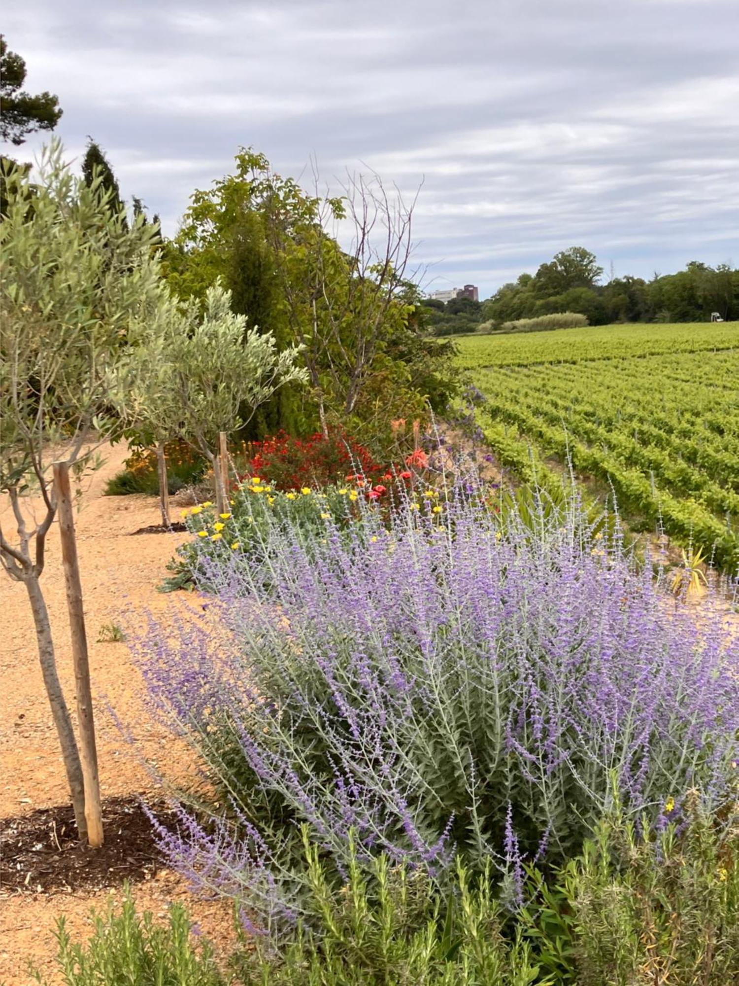 Domaine De L'Herbe Sainte Mirepeisset المظهر الخارجي الصورة
