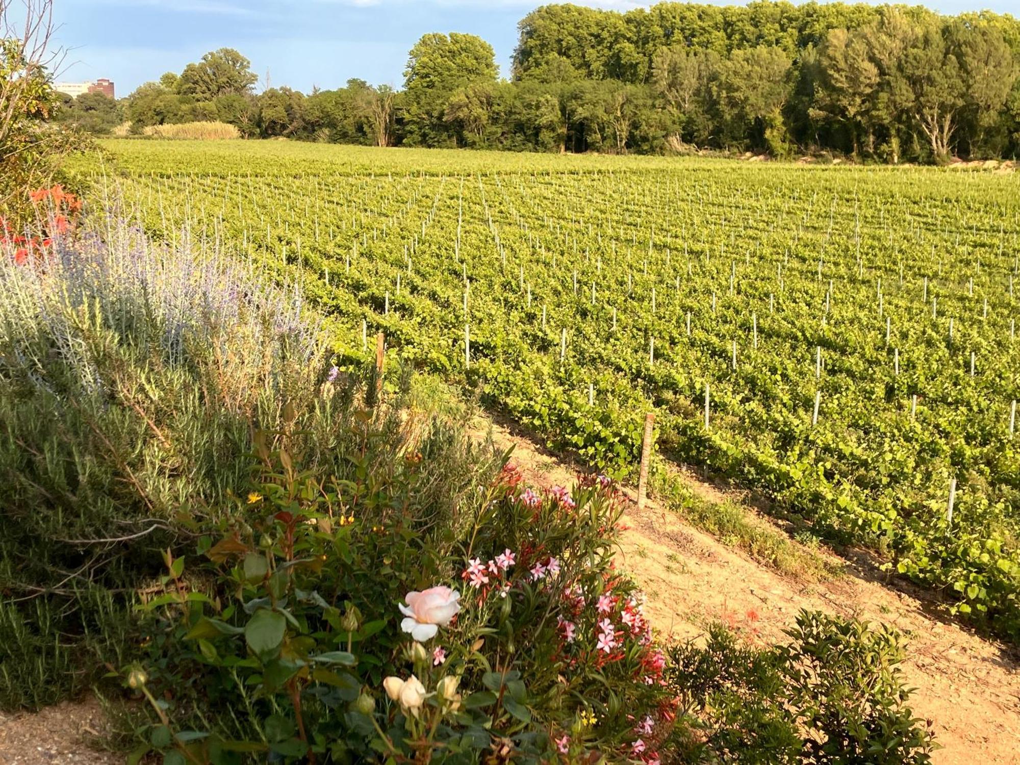 Domaine De L'Herbe Sainte Mirepeisset المظهر الخارجي الصورة